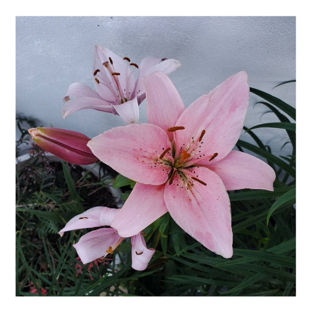 PINK FLAVOUR TIGER LILY