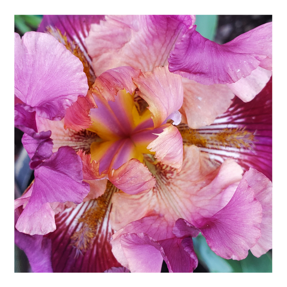 BROOKLYN DWARF BEARDED IRIS