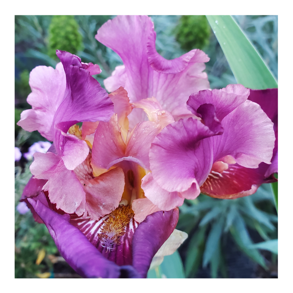 BROOKLYN DWARF BEARDED IRIS