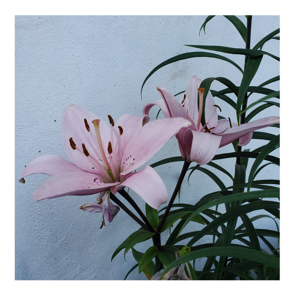 PINK FLAVOUR TIGER LILY