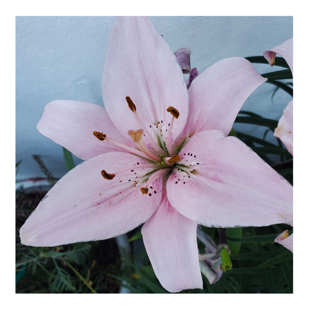 PINK FLAVOUR TIGER LILY