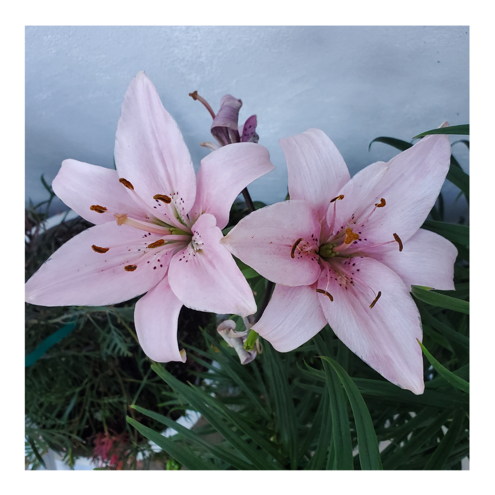 PINK FLAVOUR TIGER LILY