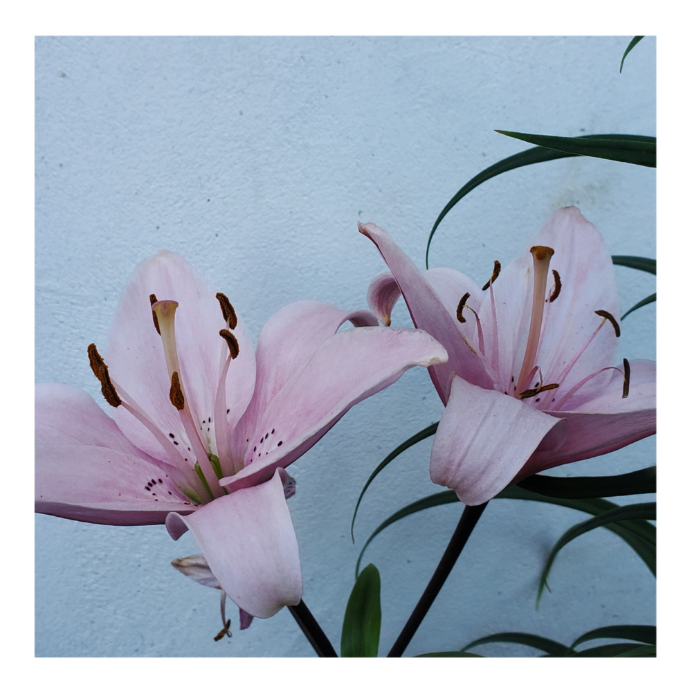 PINK FLAVOUR TIGER LILY