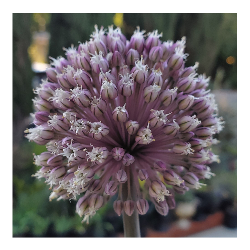 SUMMER DRUMMER ALLIUM