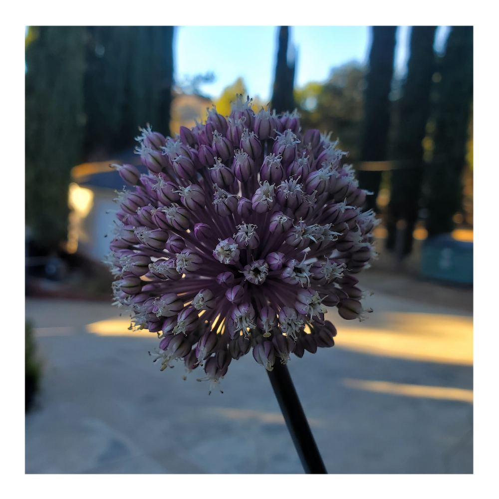 SUMMER DRUMMER ALLIUM