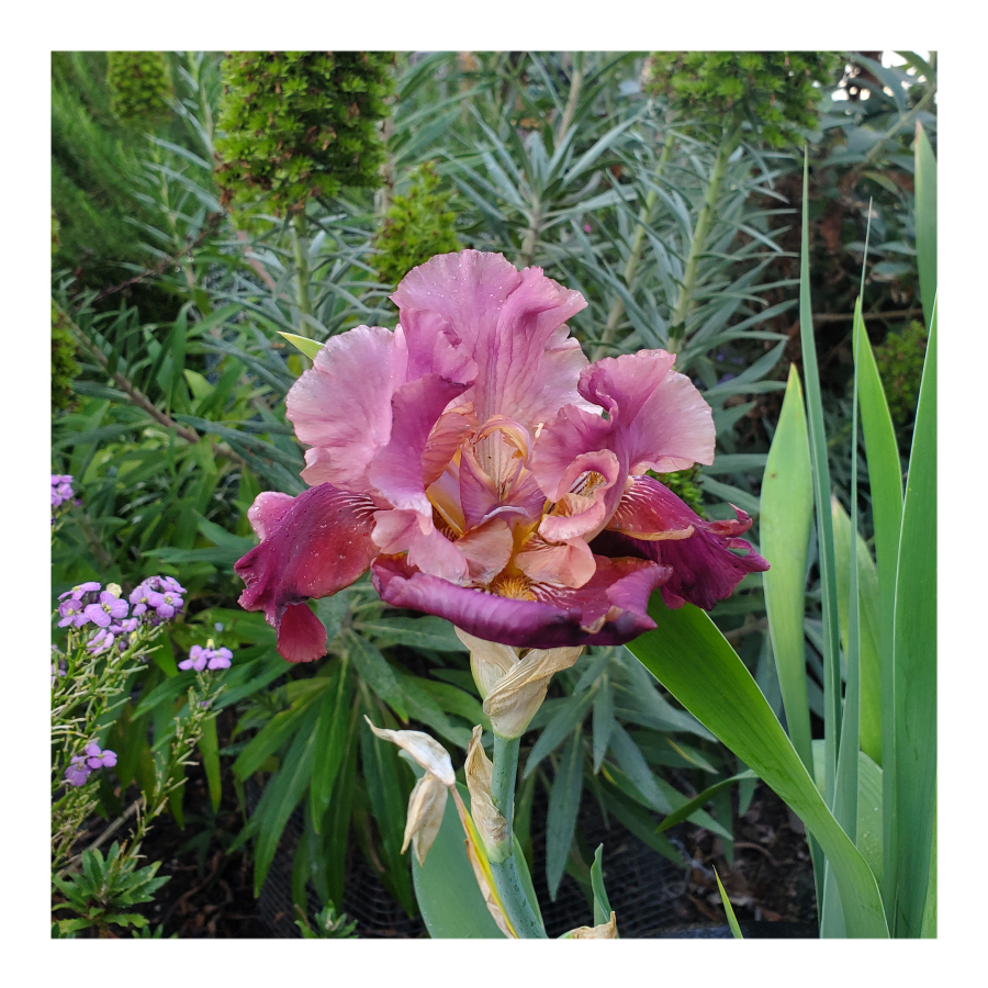 BROOKLYN DWARF BEARDED IRIS