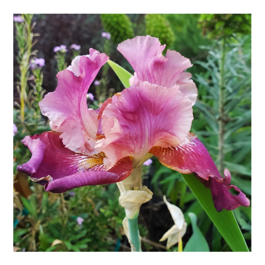 BROOKLYN DWARF BEARDED IRIS