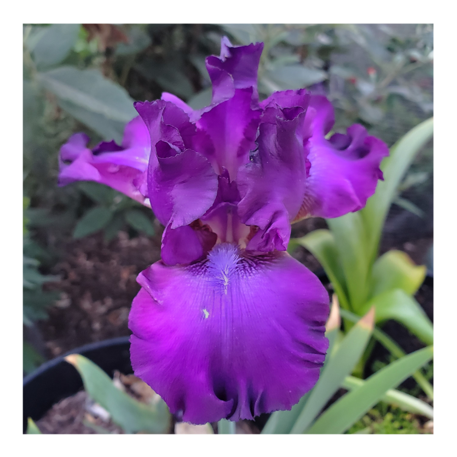 PARABLE BEARDED IRIS