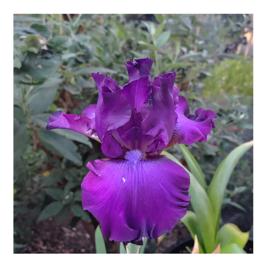 PARABLE BEARDED IRIS