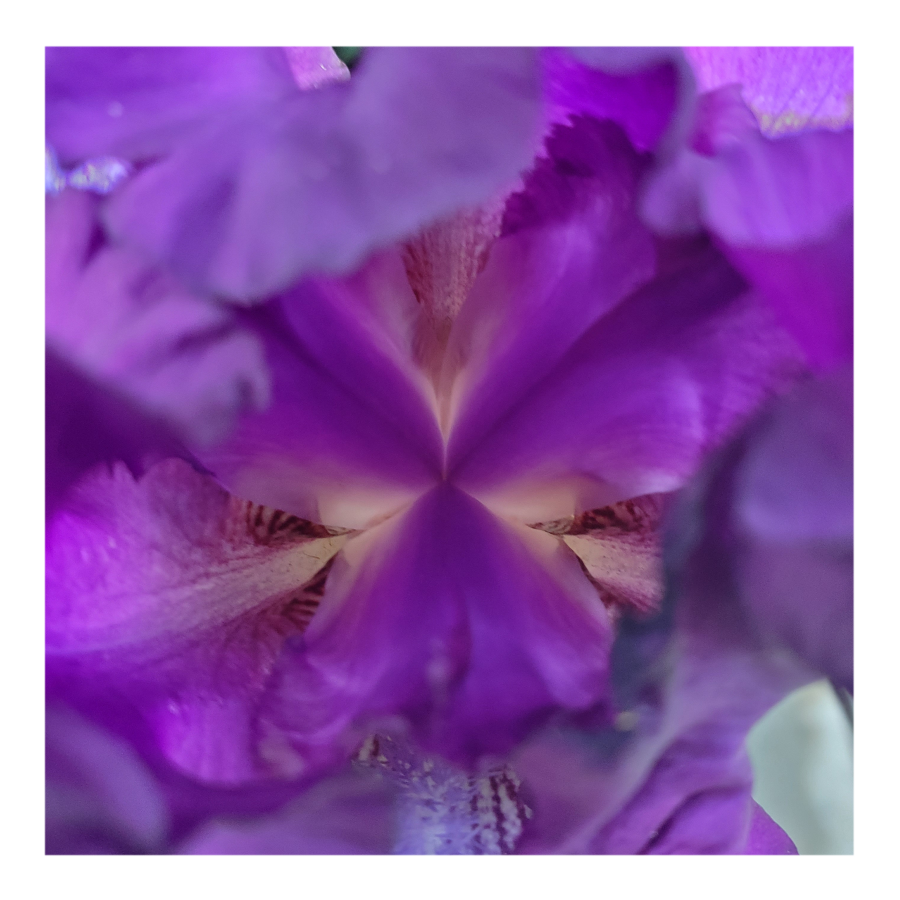 PARABLE BEARDED IRIS