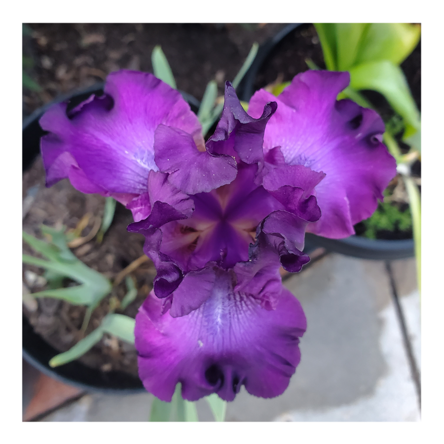 PARABLE BEARDED IRIS