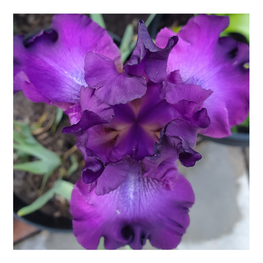 PARABLE BEARDED IRIS