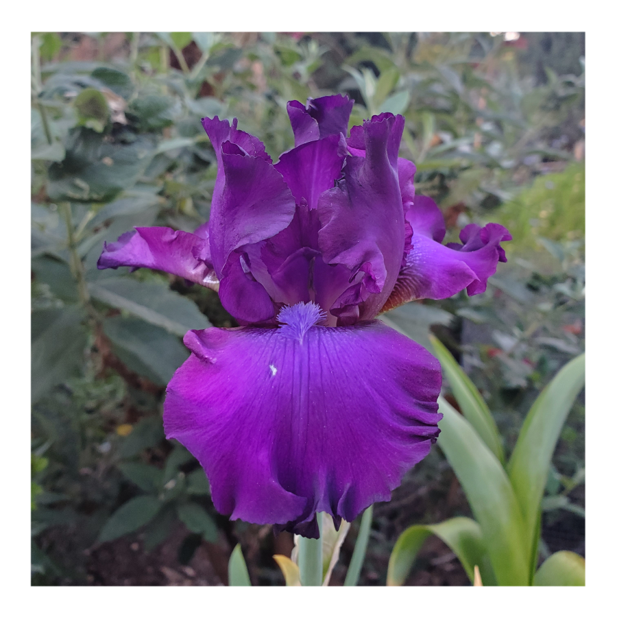 PARABLE BEARDED IRIS