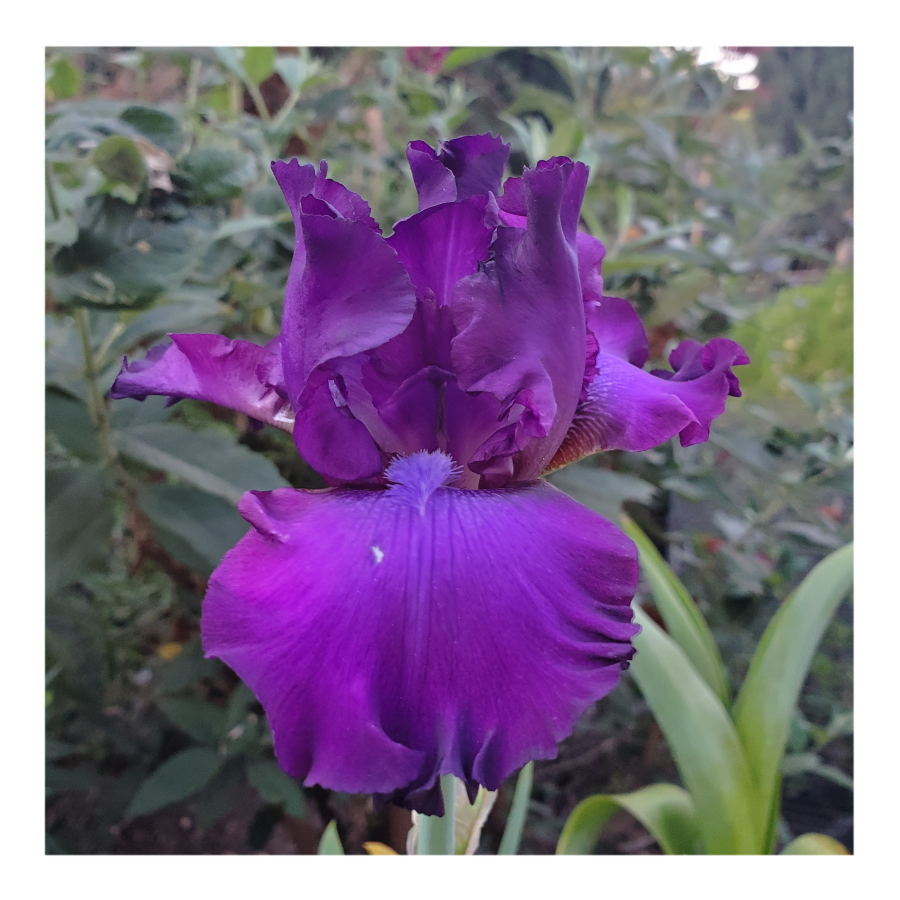 PARABLE BEARDED IRIS