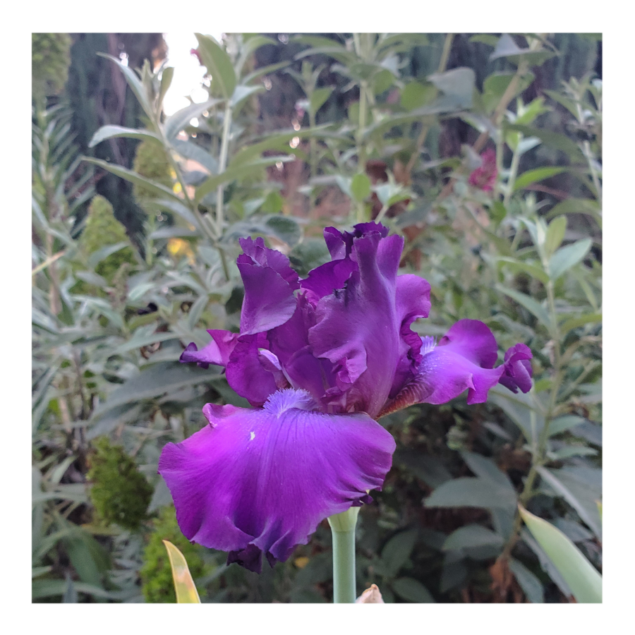 PARABLE BEARDED IRIS