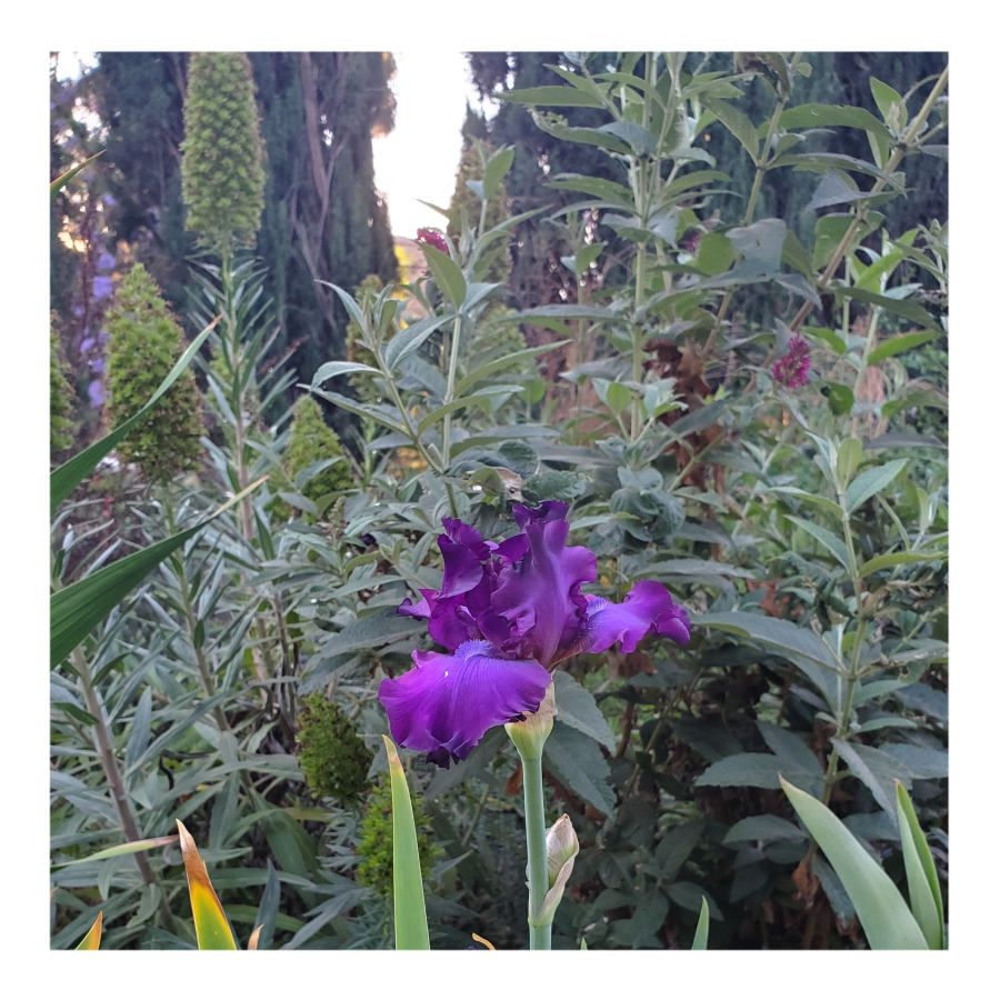 PARABLE BEARDED IRIS