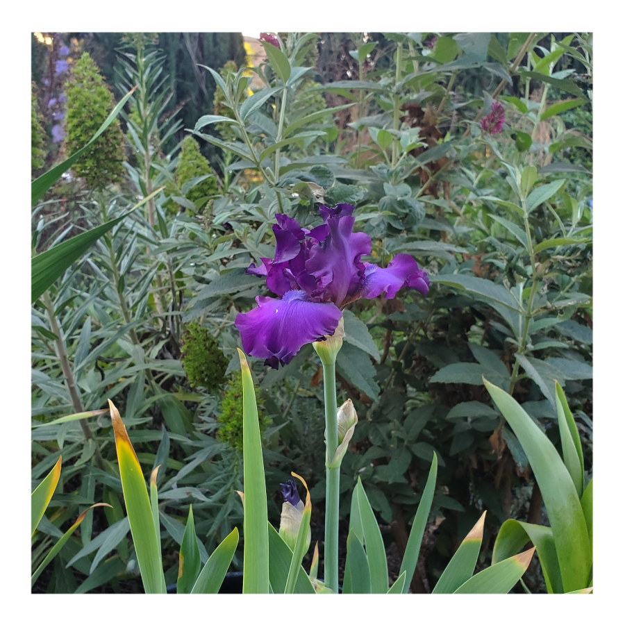 PARABLE BEARDED IRIS