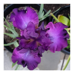 PARABLE BEARDED IRIS