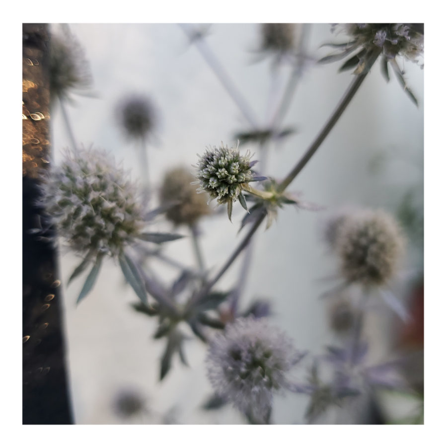 PARADISE JACKPOT SEA HOLLY THISTLE