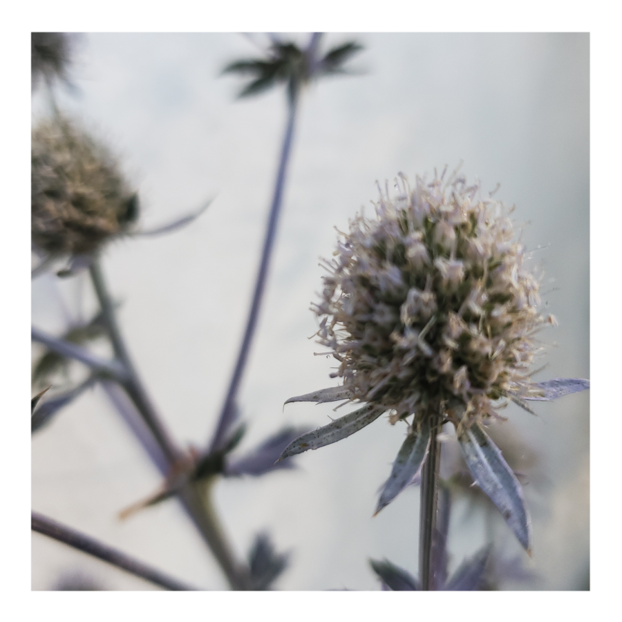 PARADISE JACKPOT SEA HOLLY THISTLE