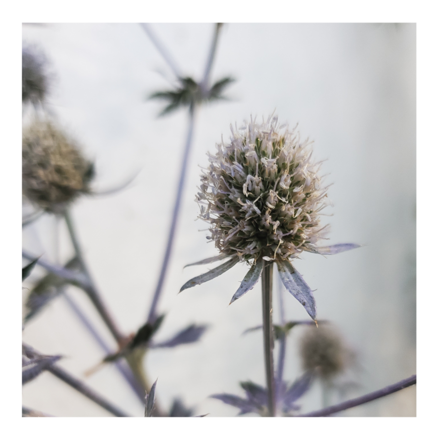 PARADISE JACKPOT SEA HOLLY THISTLE