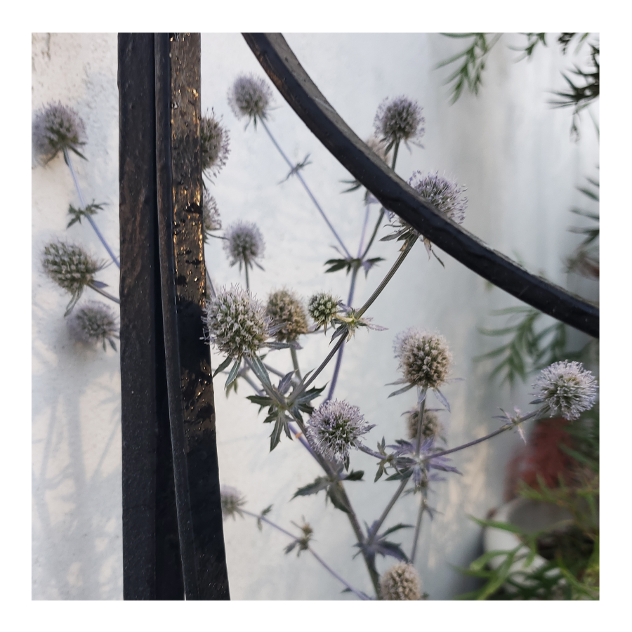 PARADISE JACKPOT SEA HOLLY THISTLE