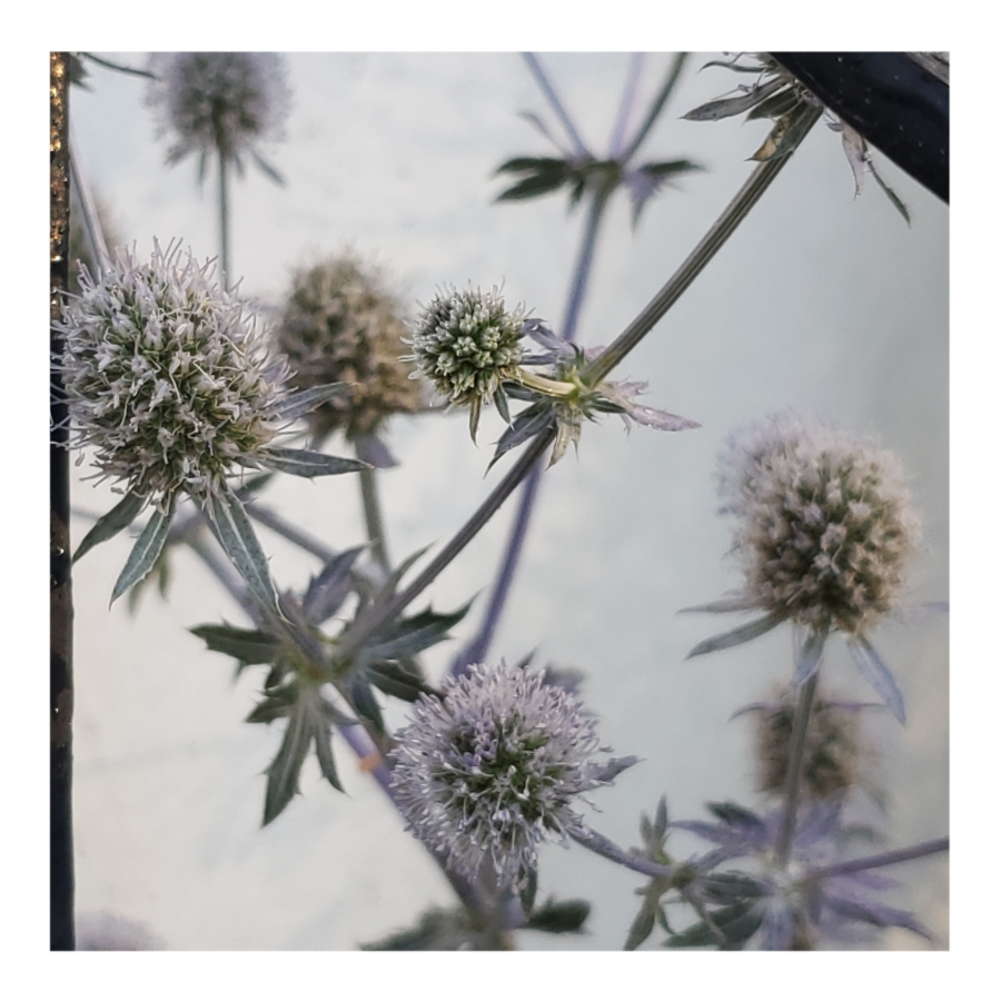PARADISE JACKPOT SEA HOLLY THISTLE