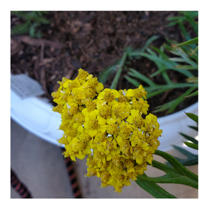 SWEET YARROW