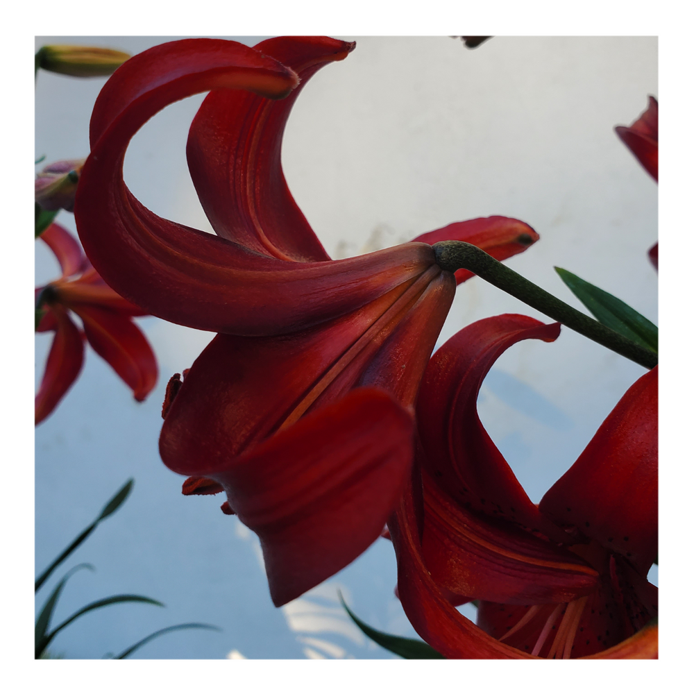 RED VELVET LILY