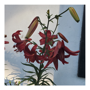 RED VELVET LILY