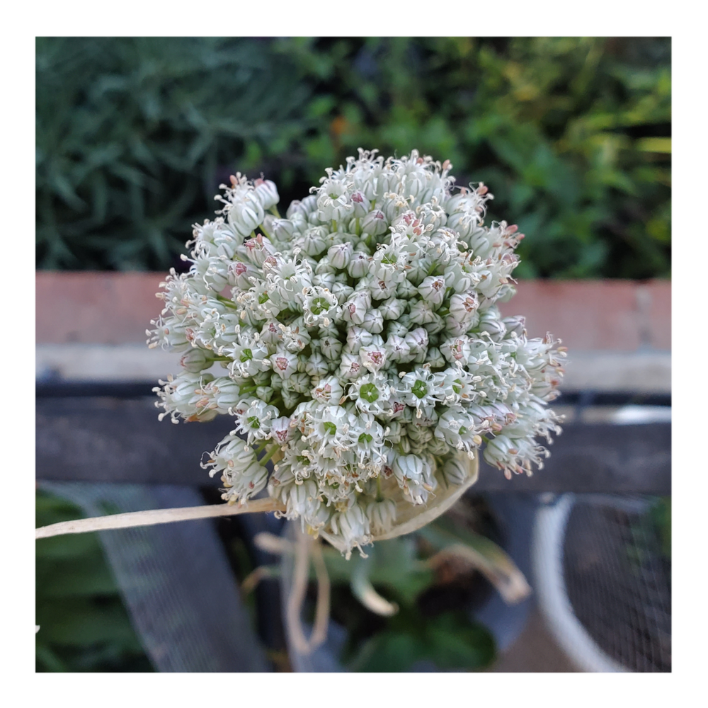 GIANT WHITE ALLIUM