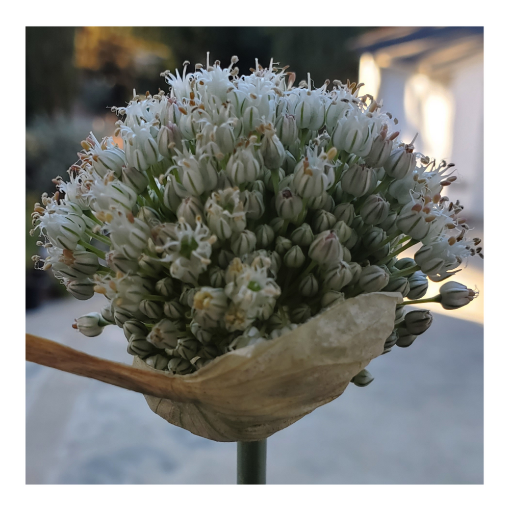 GIANT WHITE ALLIUM