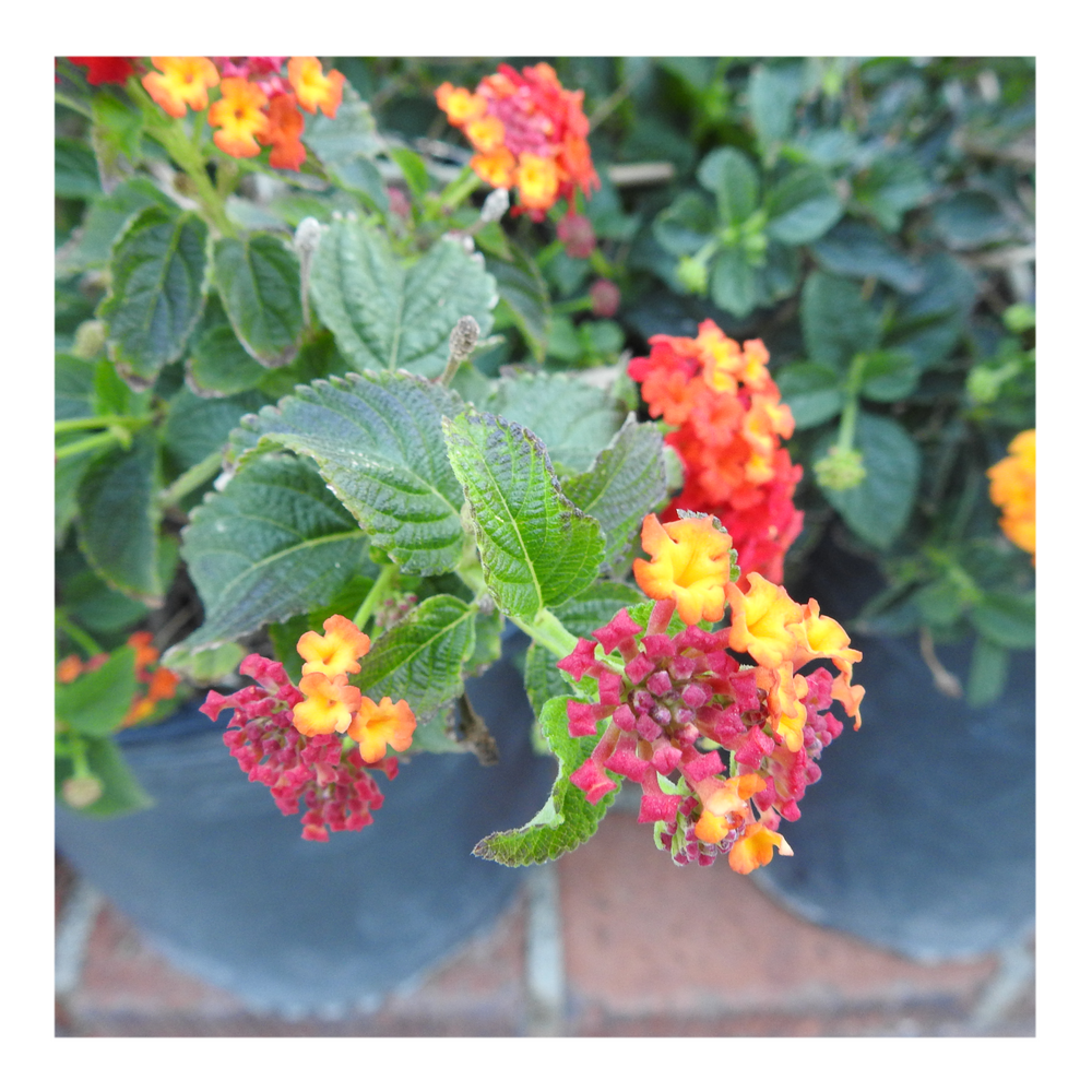 LANTANA