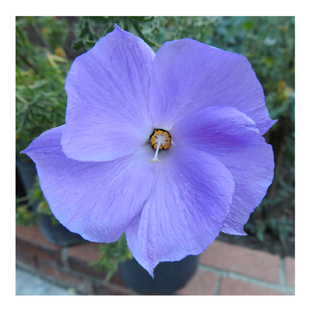 BLUE HIBISCUS