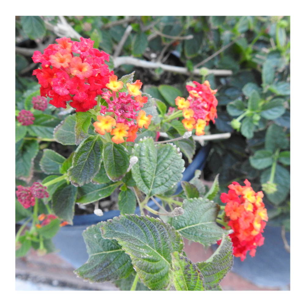 LANTANA