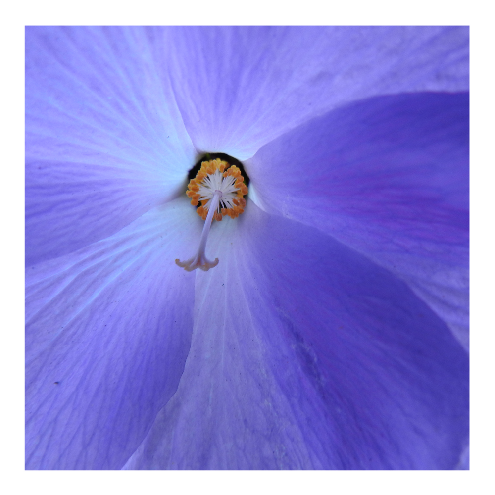 BLUE HIBISCUS