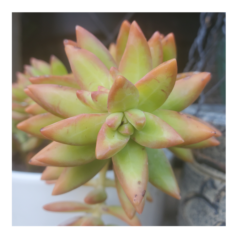 SEDUM NUSSBAUMERIANUM