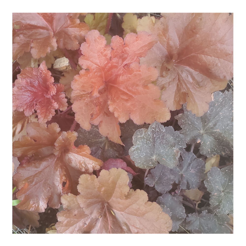 HEUCHERA FOREVER RED
