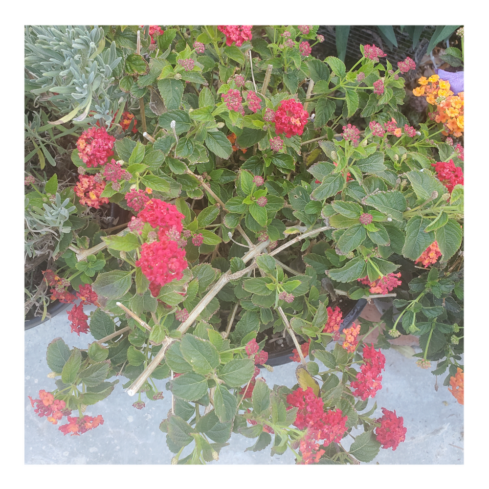 LANTANA