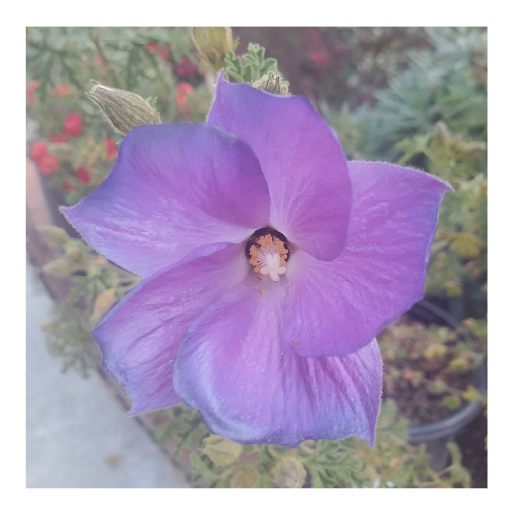 BLUE HIBISCUS