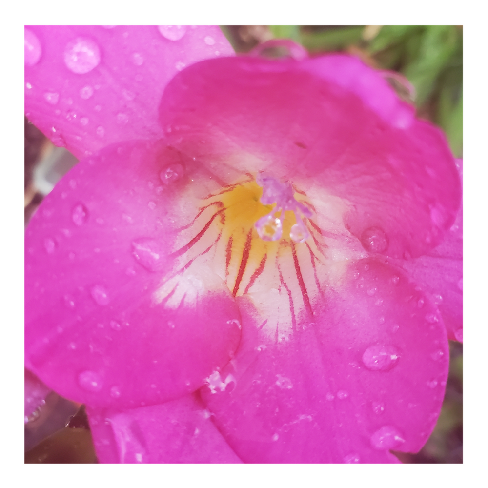 FREESIA FLOWERS - FUCHSIA
