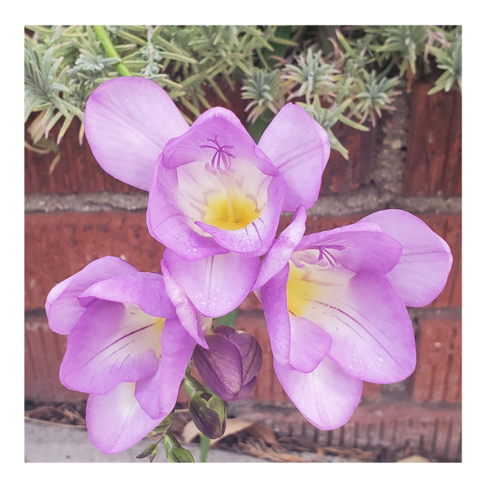 FREESIA FLOWERS - PURPLE