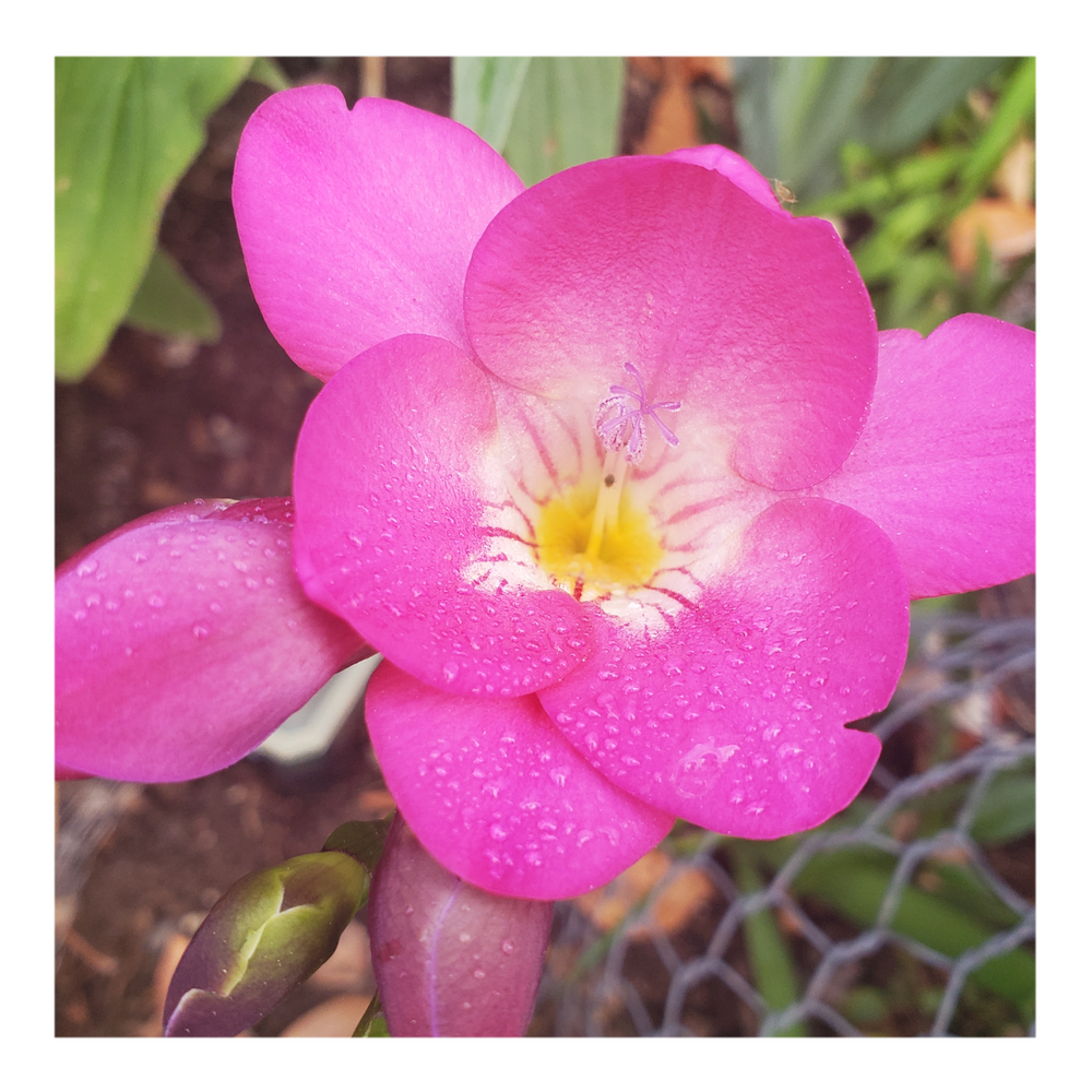 FREESIA FLOWERS - FUCHSIA
