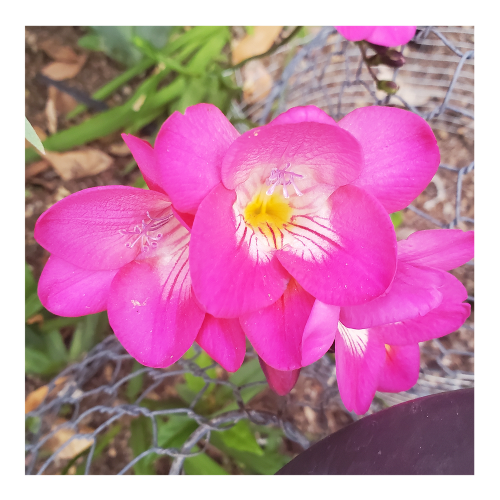 FREESIA FLOWERS - FUCHSIA