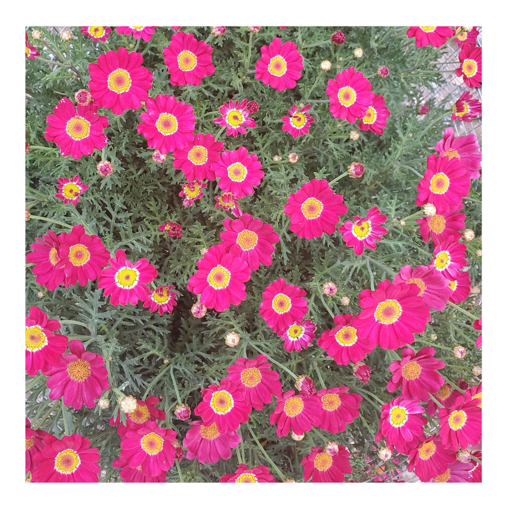 MADEIRA RED MARGUERITE DAISY