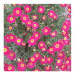 MADEIRA RED MARGUERITE DAISY