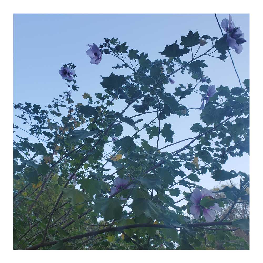 LAVATERA (TREE MALLOW)