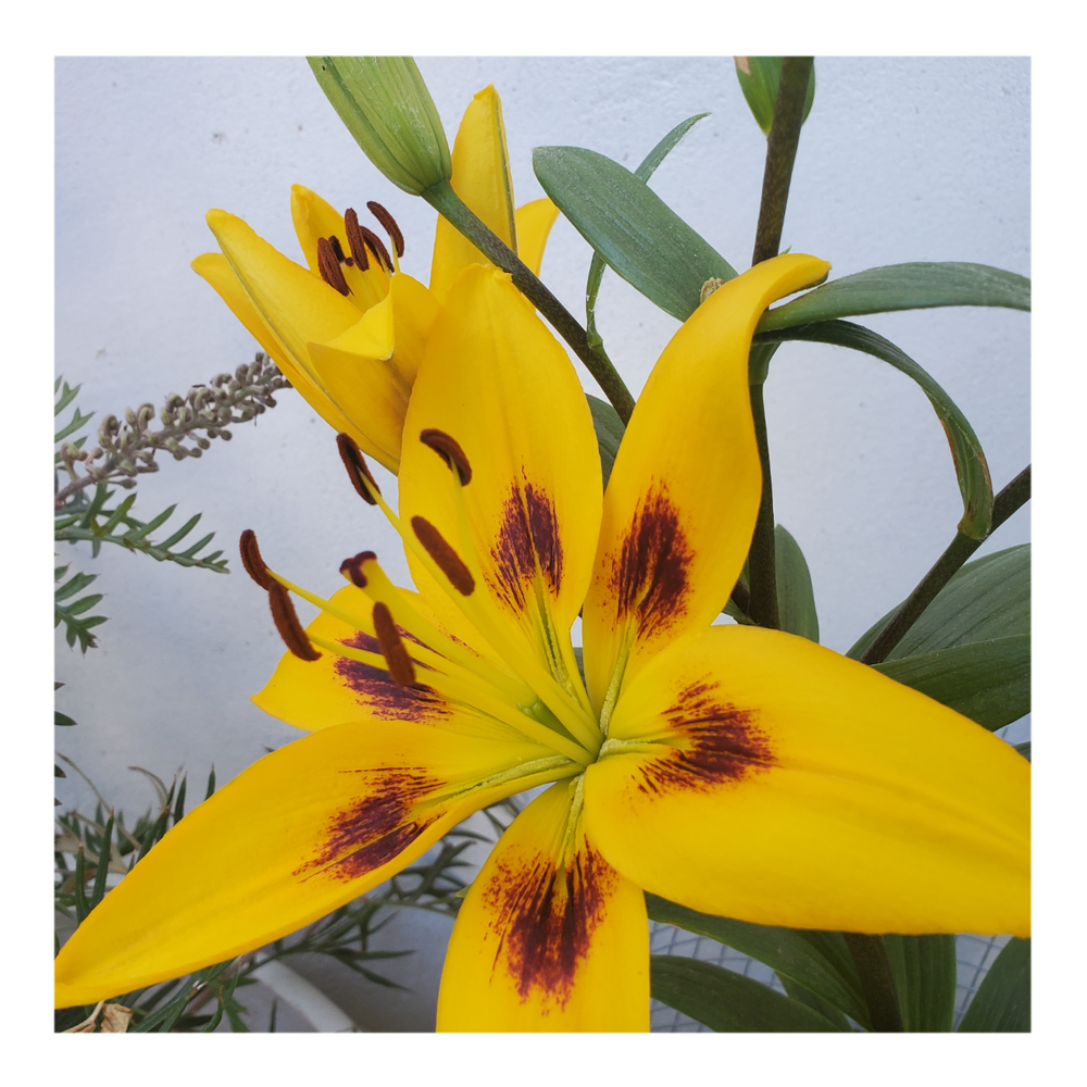PIETON ASIATIC LILY