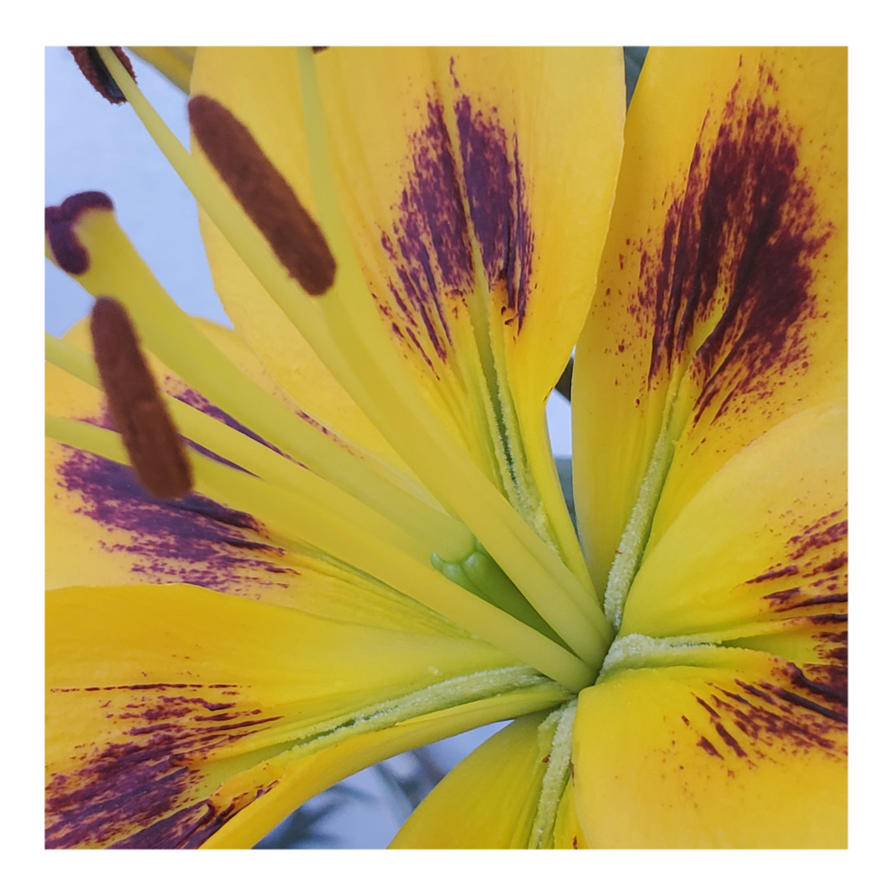 PIETON ASIATIC LILY