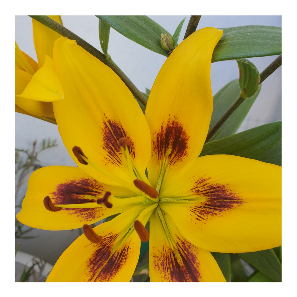 PIETON ASIATIC LILY